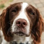 Are Cocker Spaniels Aggressive
