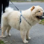 Are Chow Chows Aggressive