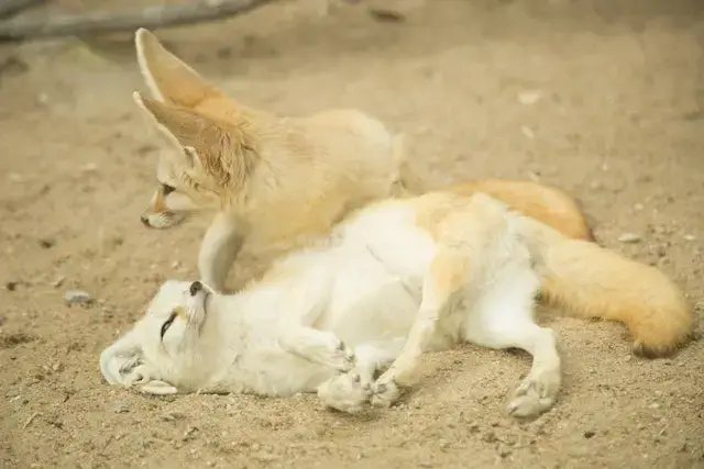 Are Foxes Closer to Dogs or Cats? A pair of white foxes playing on the ground.