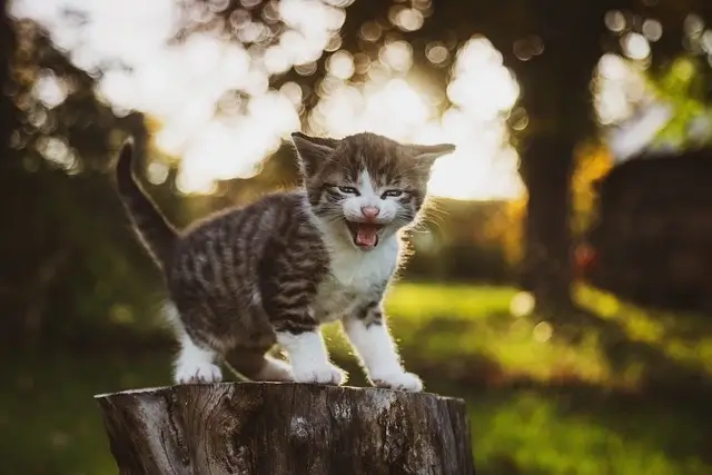 Growling of an aggressive kitten.