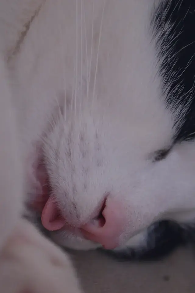 Close up shot of a cat sleeping with its tongue out.
