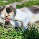 Why do cats sleep with their tongue out