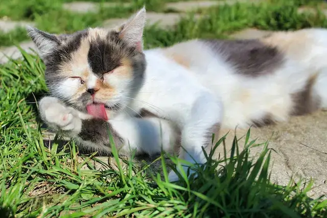 Why do cats sleep with their tongue out? A Cat with its tongue out licking its feet