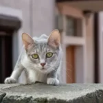 How fast are cats reflexes