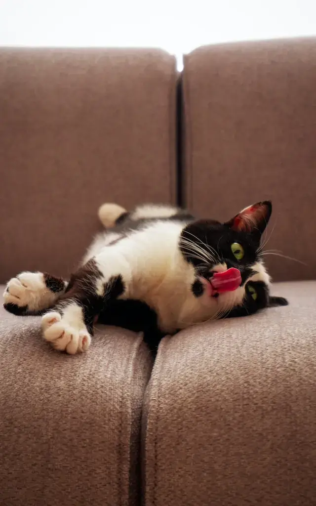 Cute Cat Lying Down on the Sofa