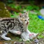 Can cats kill each other