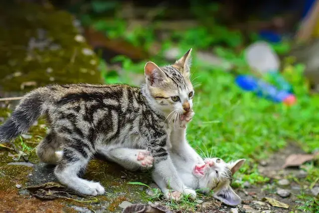Can cats kill each other? Cats fighting with each other.