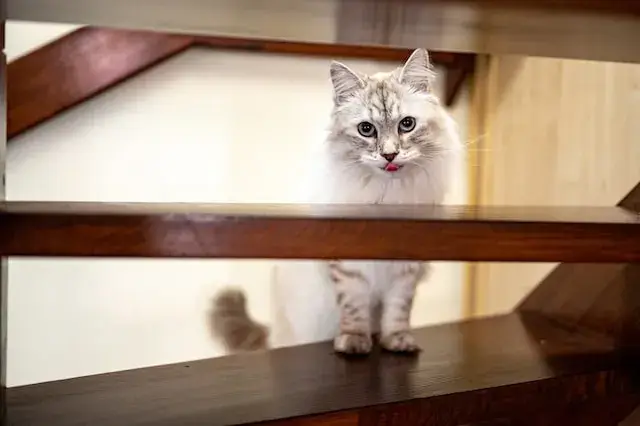 A white chat standing on the stairs.