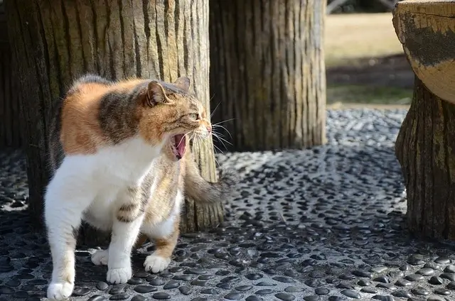 The tabby cat is growling