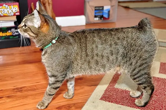 Why do cats tails fall off? A cat with no tail.