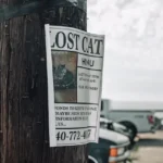 When to stop looking for a lost cat
