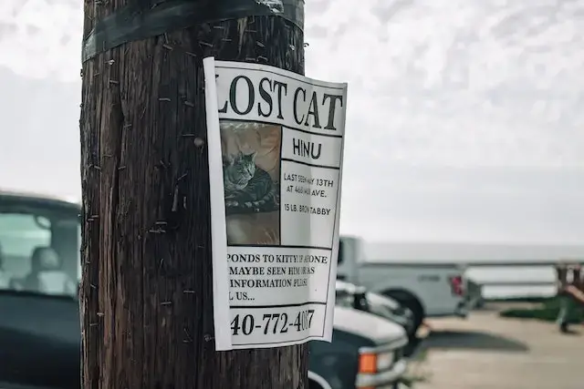 When to stop looking for a lost cat