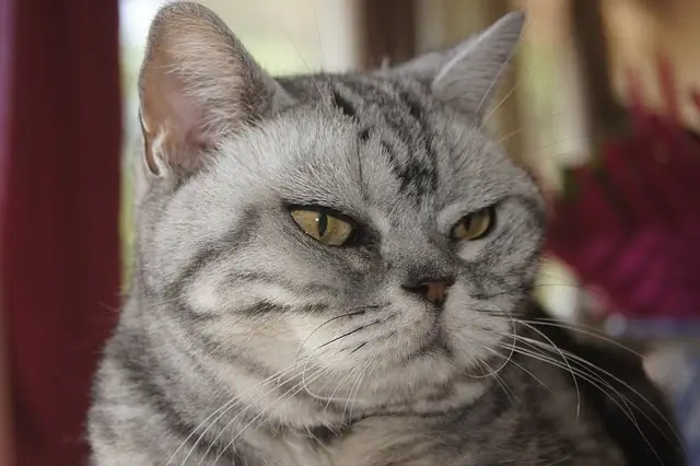 Angry American shorthair close up shot 