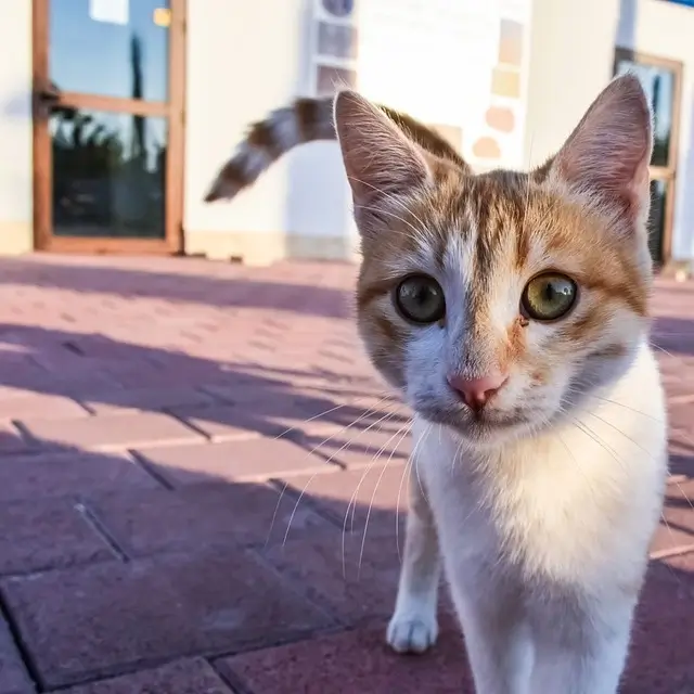 Are stray cats friendly? Cat with a light brown and white coat looking into the camera.