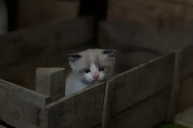 A cute stray kitten sits in a box.