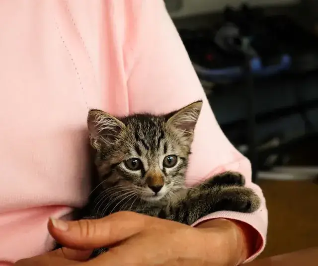 A person holding a baby kitten.