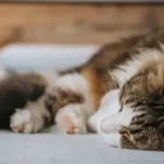 Why do cats tails fall off