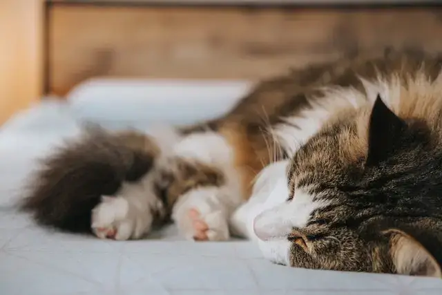 Adorable fluffy cat napping on cozy bed in house.