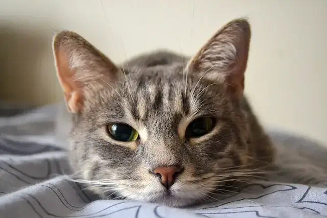 Close-up of a Cat.