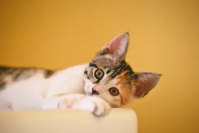 Calico Cat on Focus Photo
