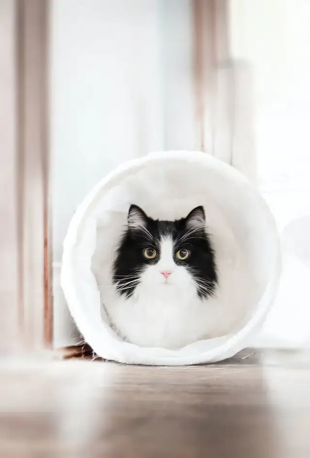 Cat Sitting Inside A Plastic Ring
