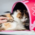 How Long Can A Cat Live On Subcutaneous Fluids