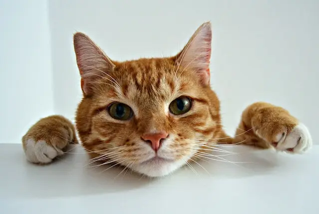 Are orange female cats worth money