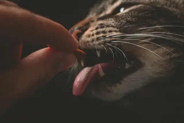 Person Feeding Gray Animal
