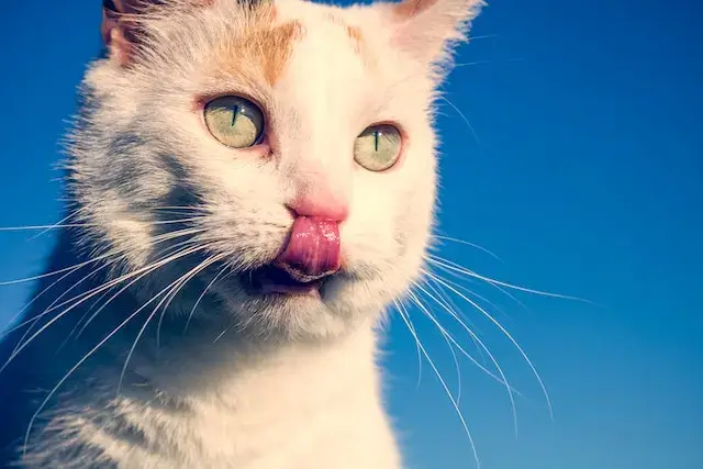 Why do cats lick their nose? Short-fur White Cat licking its nose.