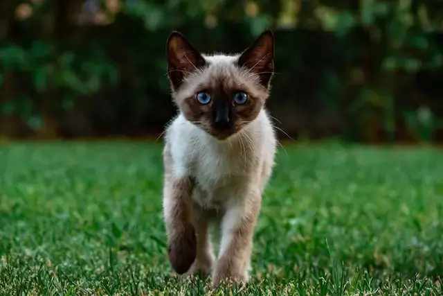 The front view of a cat walking.