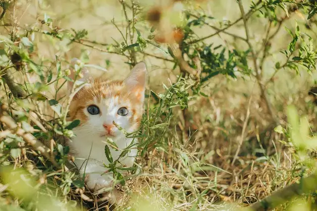 When to stop looking for a lost cat? Kitten among Leaves and Branches