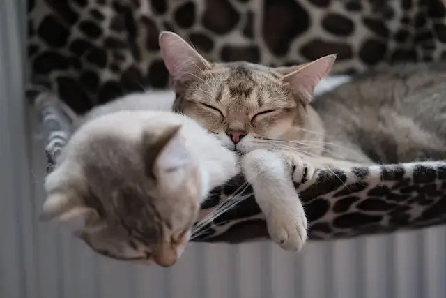 American shorthair vs European shorthair: Photo Of Cats Sleeping Together
