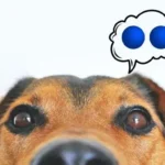 Can dogs get blue balls