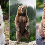 Are bears closer to dogs or cats