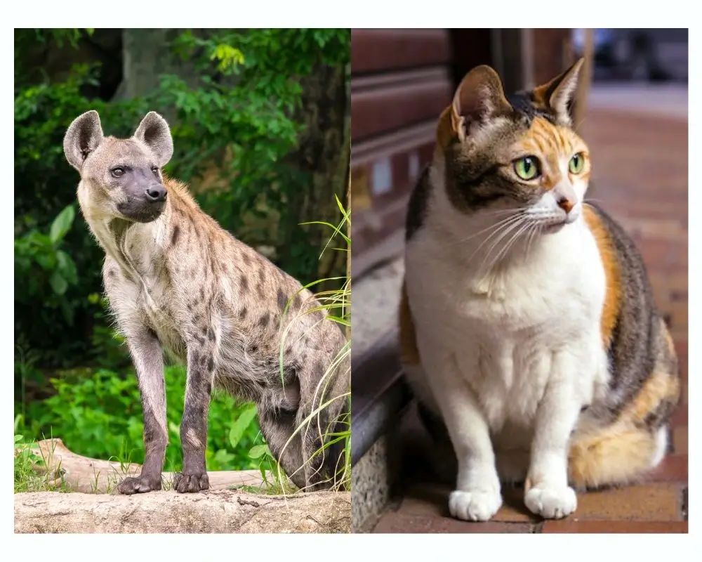 Hyenas Vs. Cats: Close-up image of a hyena and a cat