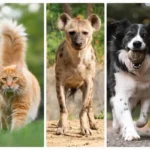 are hyenas closer to dogs or cats