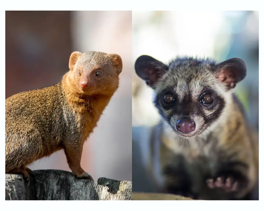 Close-Up image of a mongoose and civet.