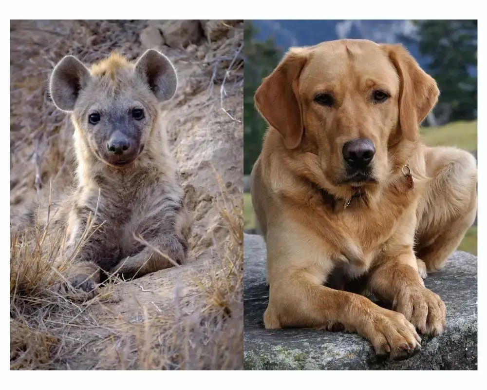 Hyenas Vs. Dogs: Close up shot of a hyena and a dog.