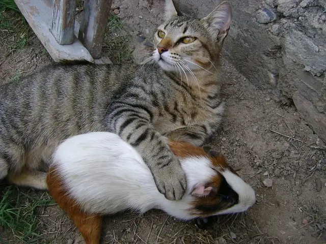 The cat holding the white and brown Guinea pig in his hand.