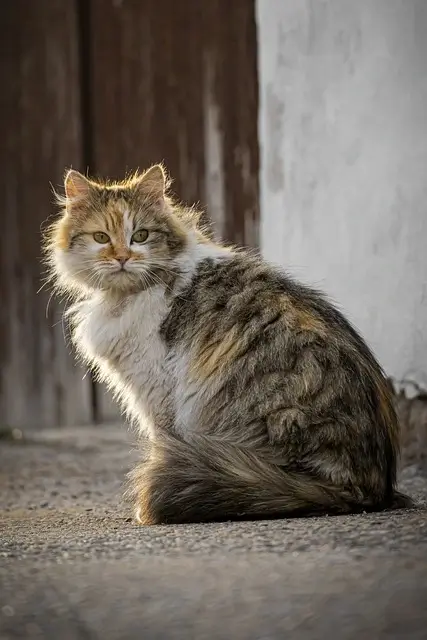 Cat, Stray cat, Animal image
