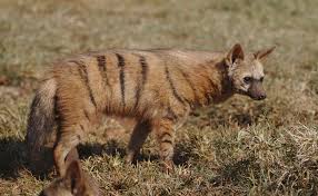 An aardwolf standing in grass