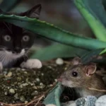 Are Cats Rodents