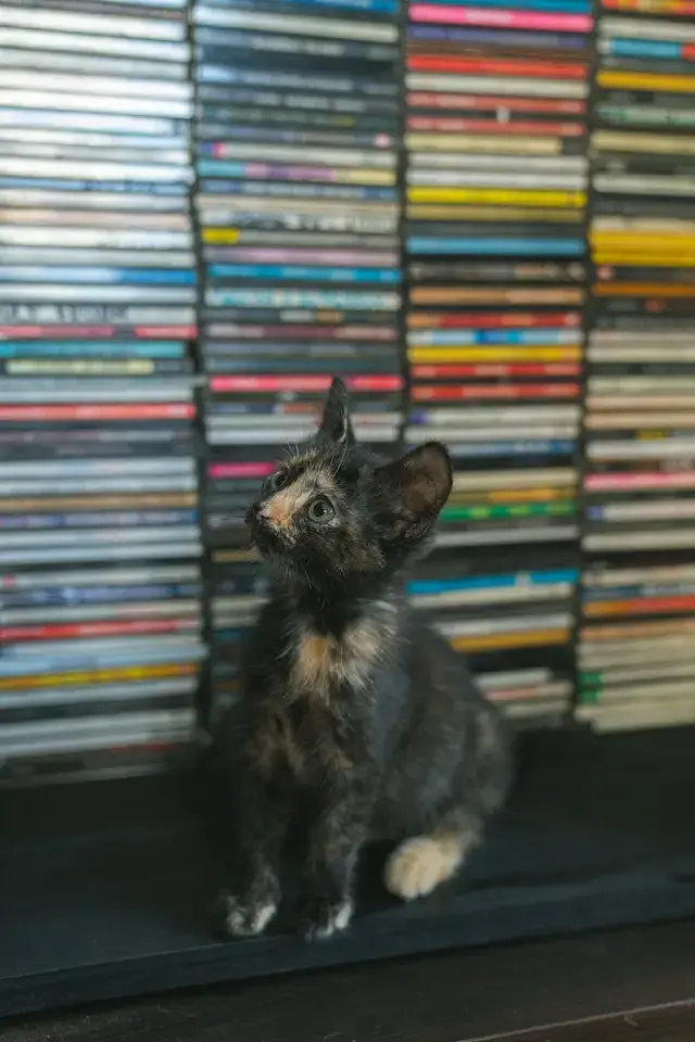 Close Up Photo of a sitting Tortoiseshell Cat with books in background.