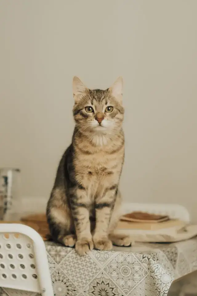 Front view of a cat sitting on a dinning table