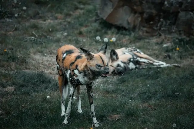 African wild dog. (African painted dog)