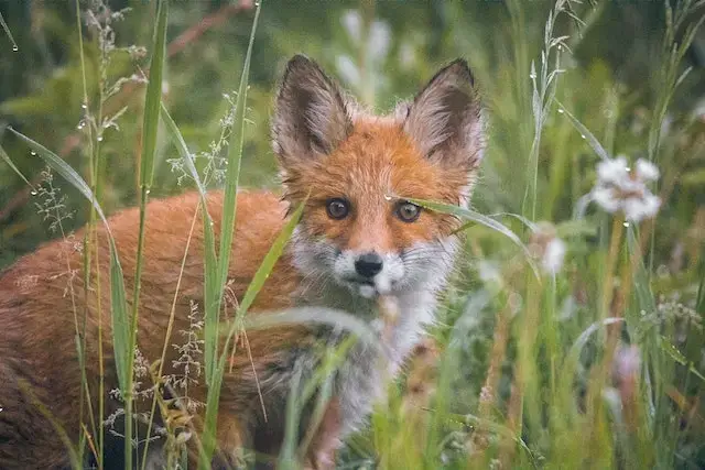 Brown and White Fox on Green Grass
