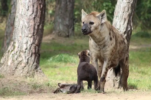 Spotted hyena and its two cubs.