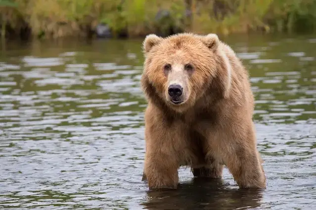 Brown Bear on a Body of Water.