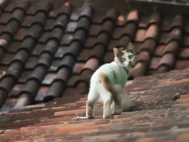 Cat on Roof
