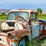 Do feral cats meow